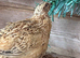 Corturnix Quail