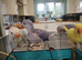 Hand reared baby Ringnecks