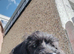 Boy jackapoo ready to go