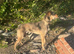 Wheaton whippet Saluki grey