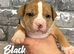 Staffy X Pocket Bully Puppies
