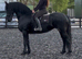 Registered Kroon/Crown Friesian Mare