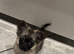 ADOPTED - Long haired sable puppy