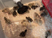 Jumbo Quail Chicks for Sale