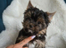 LAST BOY! READY TO GO️! Little Yorkshire Terrier!