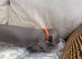 Miniature Dachshund puppies READY NOW