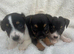 Stunning litter of traditional jackrussel pups