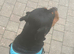 10 month old Rottie
