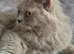 TICA/GCCF Registered Retired Queen