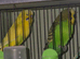 Budgies for new perch