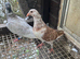 Coloured racing pigeons