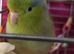 Cute little talking boy parrotlet