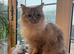 Pedigree Ragdoll female