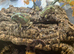 Chaco Horned Frogs (Chacophrys pierottii) at Birmingham Reptiles