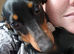 Miniature dachshund
