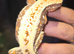 Female crwsted geckos for sale
