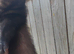 Ferret kits available swaps welcome