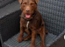 Patterdale pups (nick stevens lines)