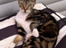 YOUNG FEMALE CAT