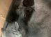 Exotic Shorthair Kittens For Sale