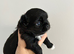 KC LONG COAT CHIHUAHUA