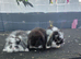 Male mini lops