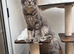 Ready now TICA full pedigree Maine coon Girls