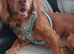Male cocker spanial dog