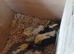 Baby Cockatiels almost ready to go