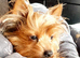 12 week old female Yorkshire terrier puppie