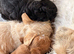 Sporting Lucas terrier cross toy poodle