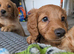 Stunning F2 labradoodles*3 left ready now*