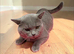 Proven British Shorthair Male – For Sale