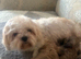 Beautiful Shihpoo Puppies