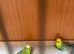 Pair of Green Budgies