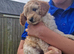 Beautiful apricot Cockapoo girl, very friendly and looking for her loving home