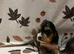 Show cocker spaniel puppies