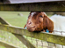Pair of friendly Boer Goats for sale