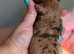 Beautiful KC Registered Dachshund Puppies Available