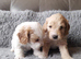 COCK-A-CHON puppies for sale