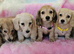 Mini long haired cream dachshund READY NOW