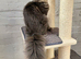 TICA reg pedigree Maine coon Girl