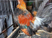 Gold Dutch Bantams