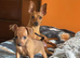 Adorable Miniature Pinscher Puppies