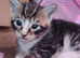 Not ready yet loving forever homes only