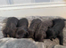Stunning F1 Labradoodle Litter from Health Tested Parents.