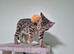 TICA Registered Bengal Boy Left. ️Don't Miss Out ️