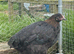French Black Copper Marans - Point of lay females