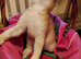 Scottish fold mixed litter