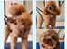Last Cavapoo Girl